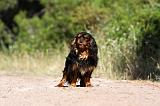 KING CHARLES SPANIEL 193